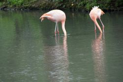 Eva Marie Flamingos (2)